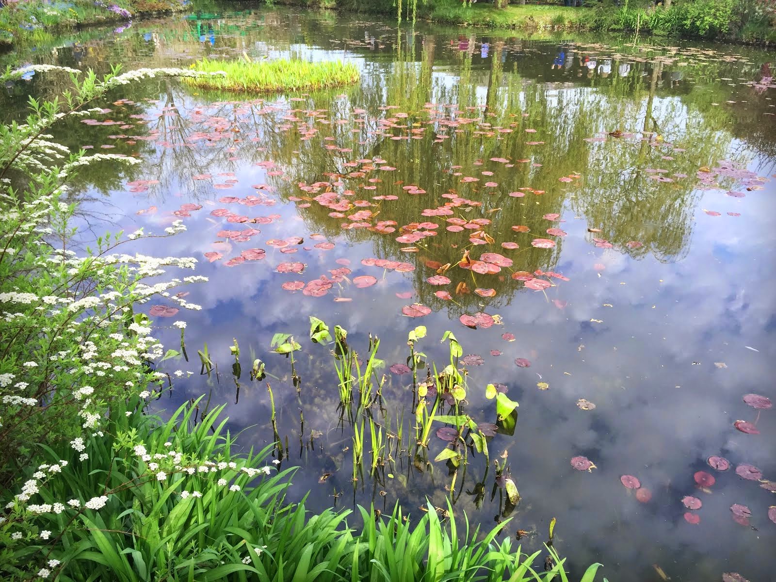 Water lilies in the pond, Giverny, mid April