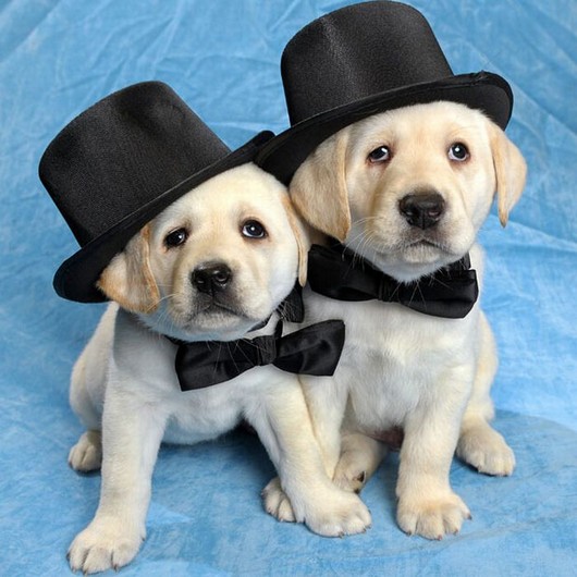 Amazing Creatures: Animal pictures: 22 Adorable animals wearing hats
