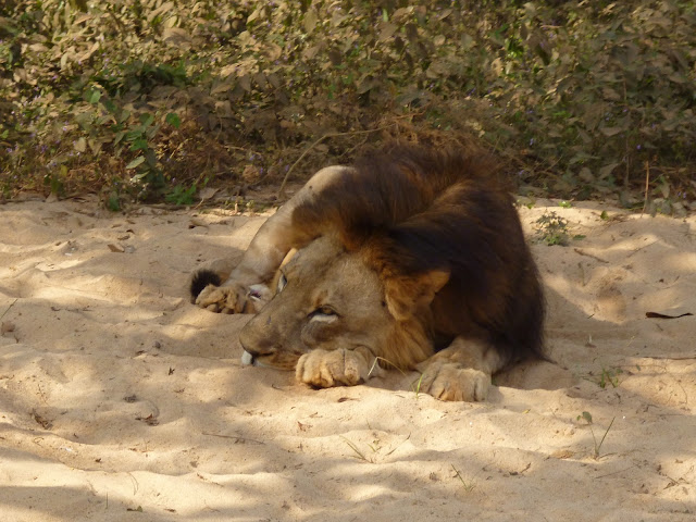 Nandankanan Zoo Lion Safari - Odisha