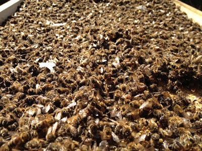 dead bees horseshoes honey colony entire lost