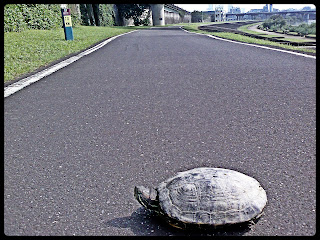 烏龜過街