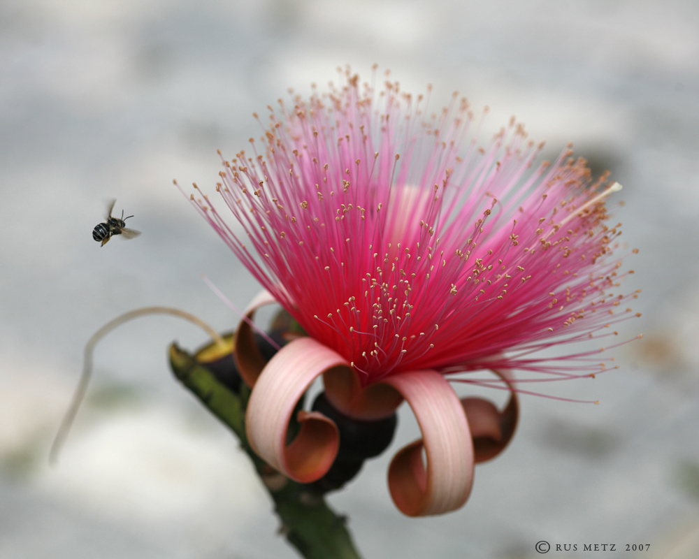 Trees Pseudobombax ellipticum Shaving Brush Tree