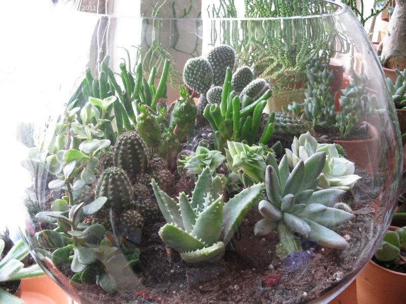 Mark Saidnawey's Gardening Blog: Terrarium's! The latest in indoor