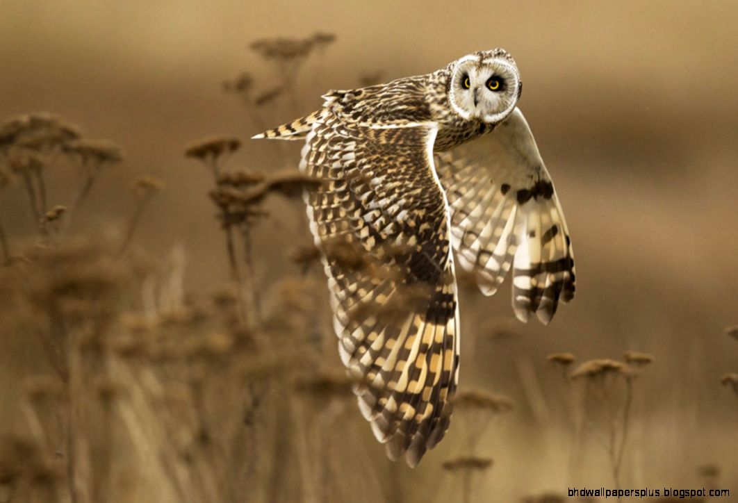 national geographic photo national geographic photo