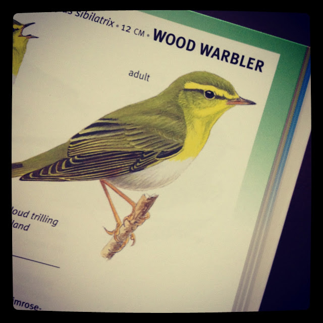 RSPB Pocket Guide to British Birds Book Review Bunnipunch