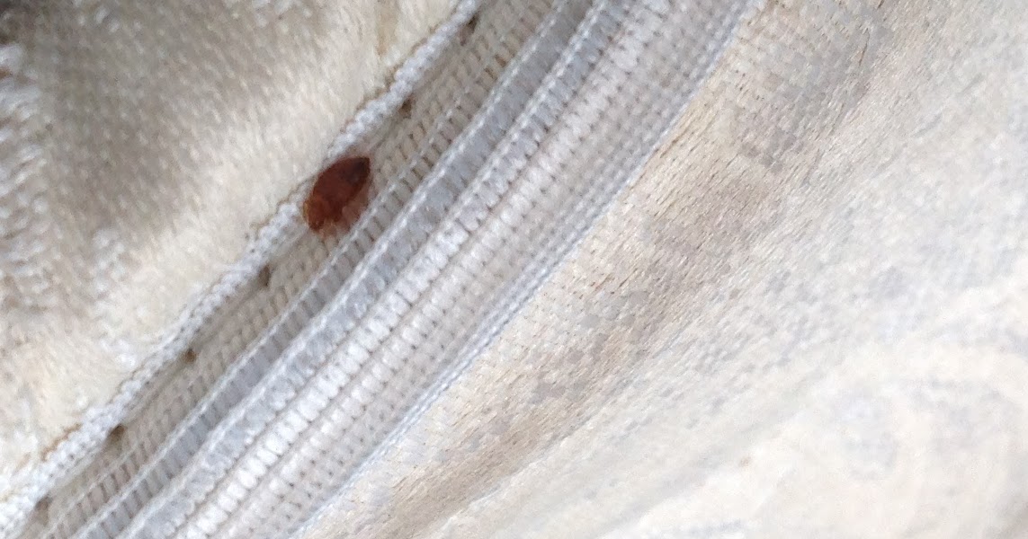Prime Pest Solutions Travel Tips for Bed Bug Protection!