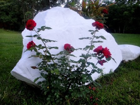 ROSAS QUE "ABRAÇAM" A PACÍFICA PEDRA