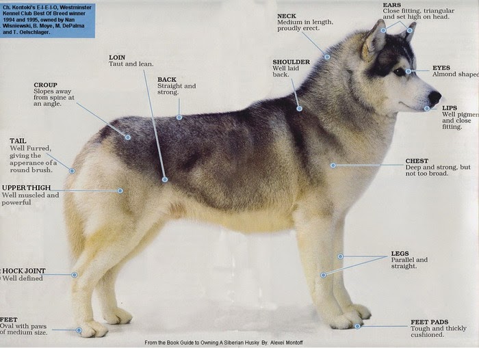 kontoki siberian huskies