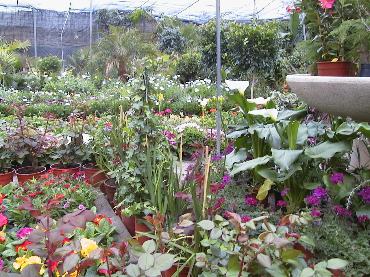 FITOSOFIA VIVERO DE PLANTAS ORNAMENTALESSEGUNDA PARTE