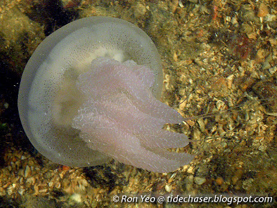 Acromitus Jellyfish
