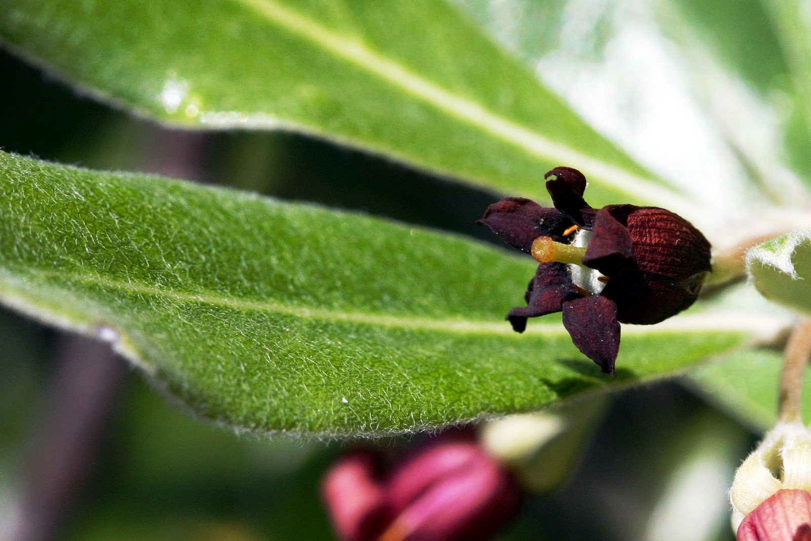 Trees Of Santa Cruz County Pittosporum Crassifolium Karo