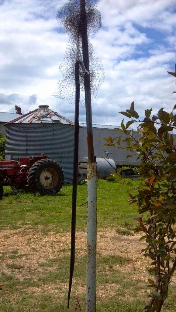 The Birds & The Bees Yes, They Can Climb That Pole