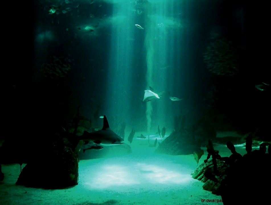 Free Underwater Desktop Backgrounds Free Underwater Desktop Backgrounds