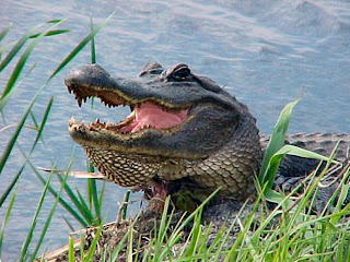 Alligator Animal Pictures