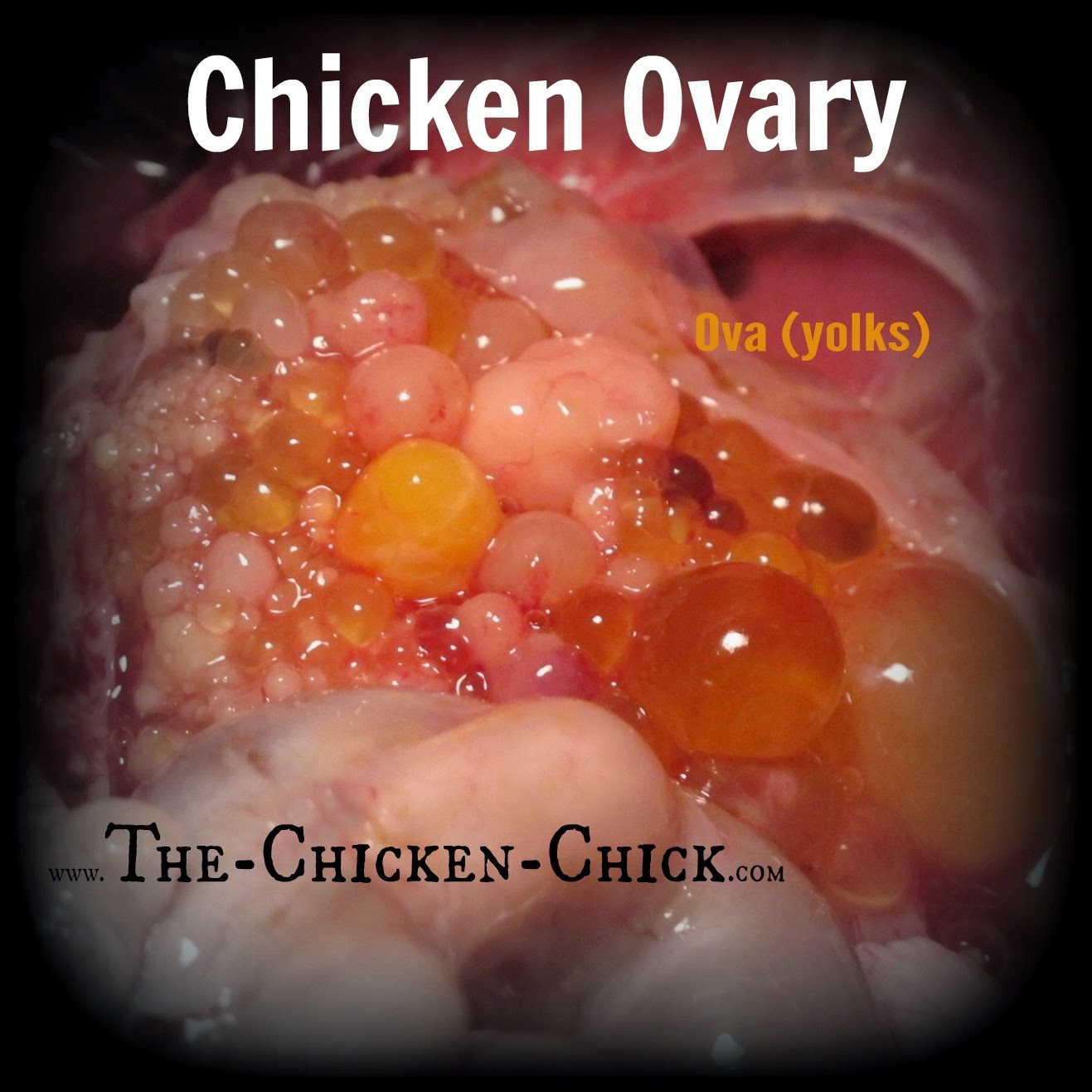 Fascinating Facts about Eggs with an EggLaying VIDEO! The Chicken Chick®