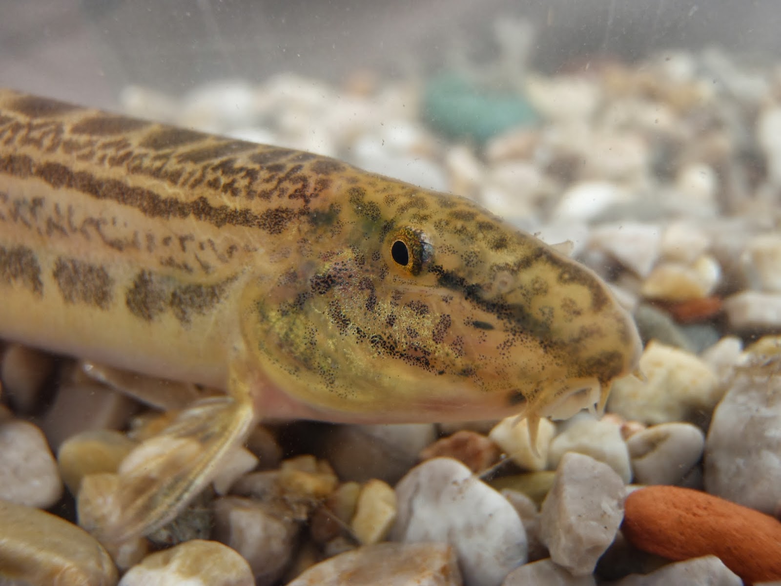 Athens Nature Journal How many species of freshwater fishes in Greece?