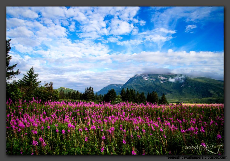 Alaskan Fireweed field FM Forums Alaskan Fireweed field FM Forums