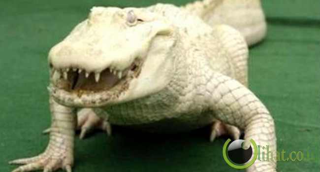 Albino Alligator Albino Alligator