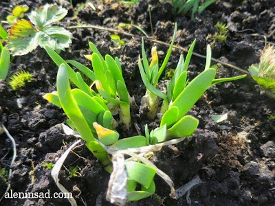 Allium nutans, лук, слизун, весна, веcной, ростки, черенки, аленин сад, aleninsad