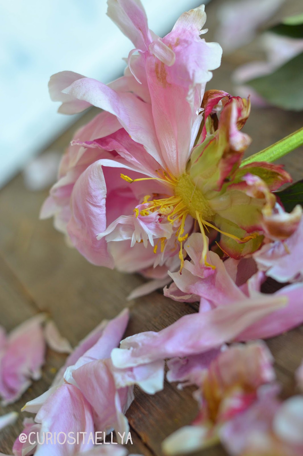 Curiositaellya Dancing Flower Petals & Feathers