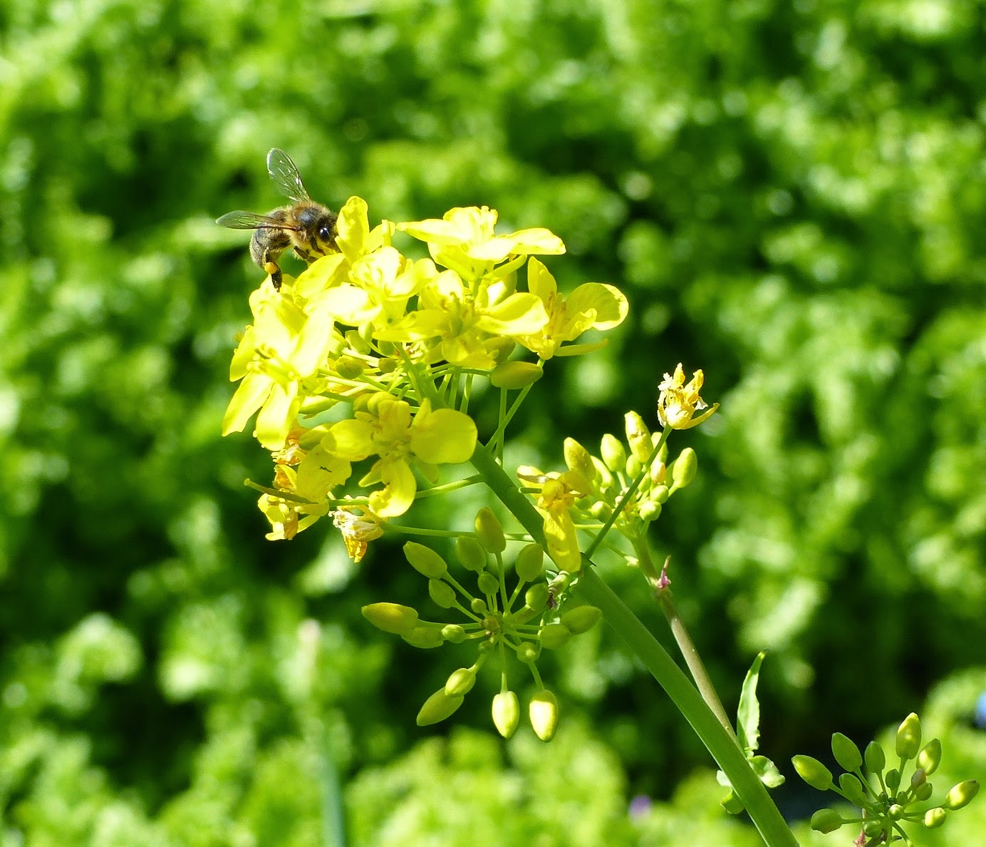 Honeybees on pear, turnip flowers, rosemary
