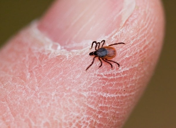 Can Bed Bugs Cause Fatigue Can Bed Bugs Cause Fatigue