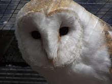 Owls at Brent Lodge Chichester