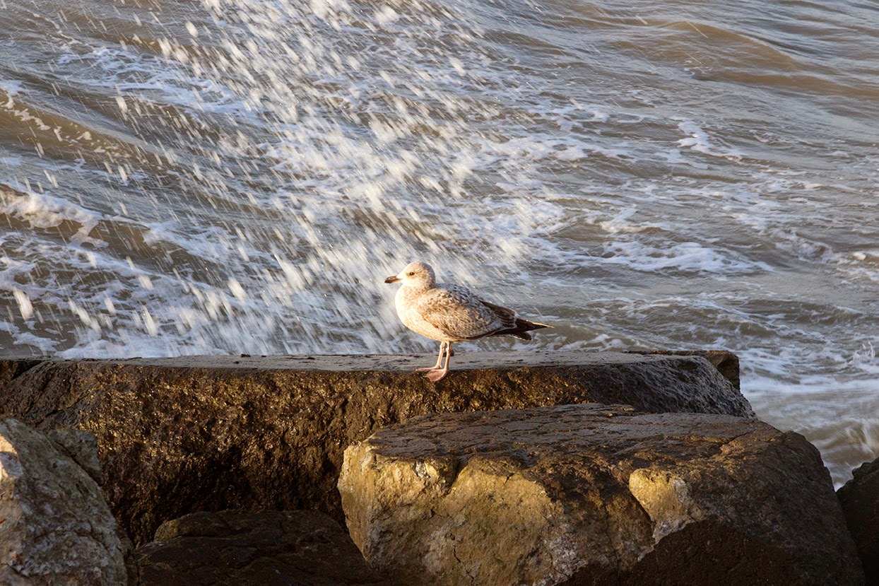 young seagull in front of crashing wave