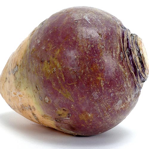 swede turnip