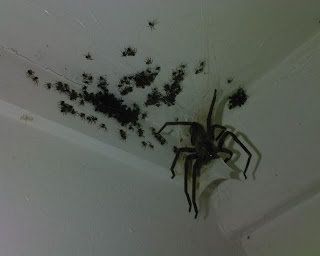 huge-spider.jpg