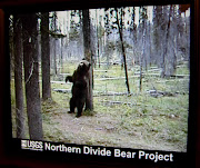 BEARS OF YELLOWSTONE PARK (bear project)