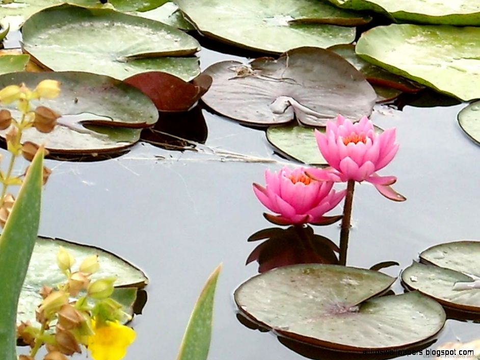 Free Desktop Wallpapers Beautiful nature scenes for your computer Free Desktop Wallpapers Beautiful nature scenes for your computer