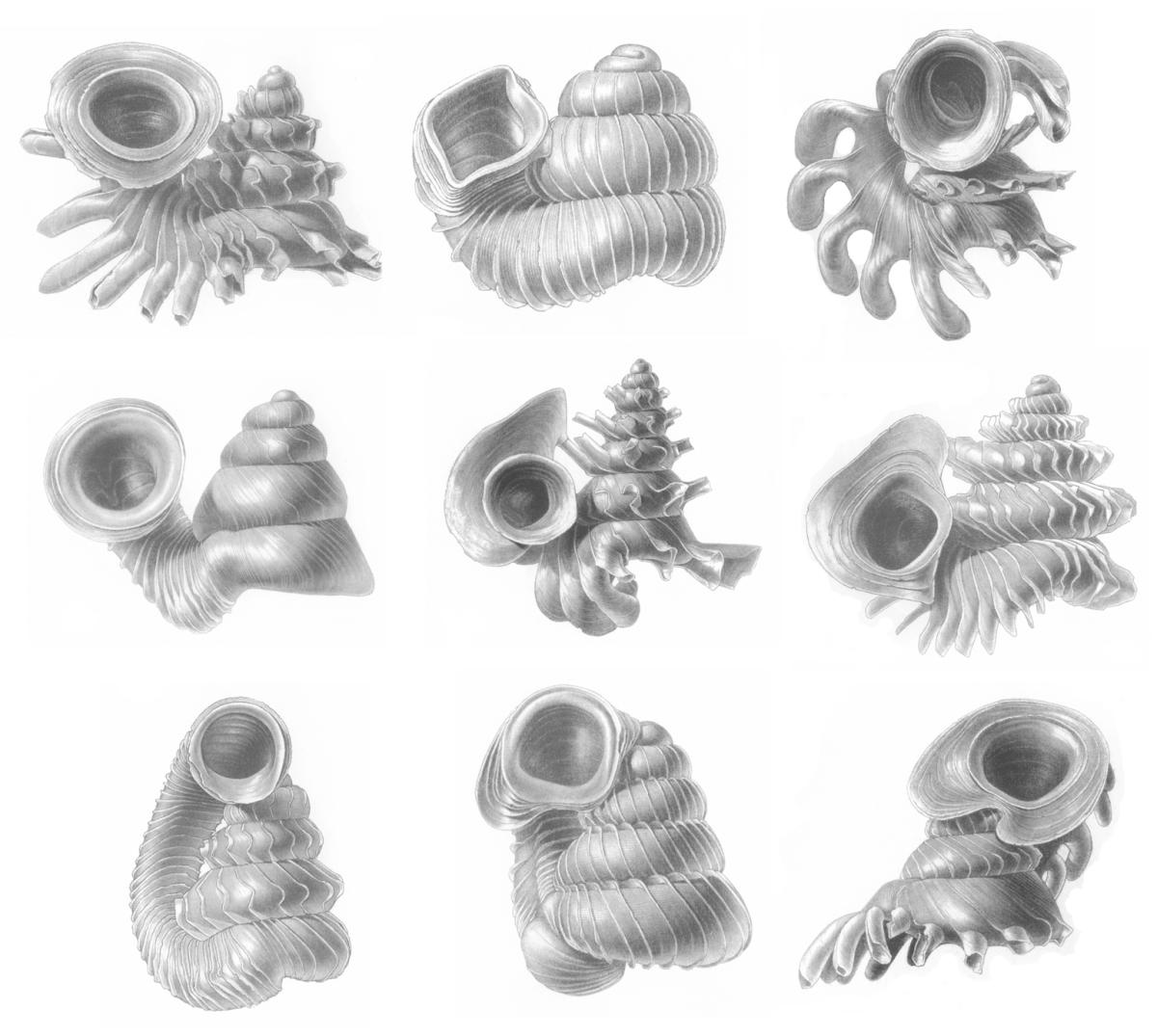 Species New to Science [Invertebrate • 2003] Sexual selection on land