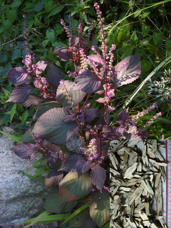 Perilla frutescens (L.) Britt. (Fam. Lamiaceae) and Perilla stem