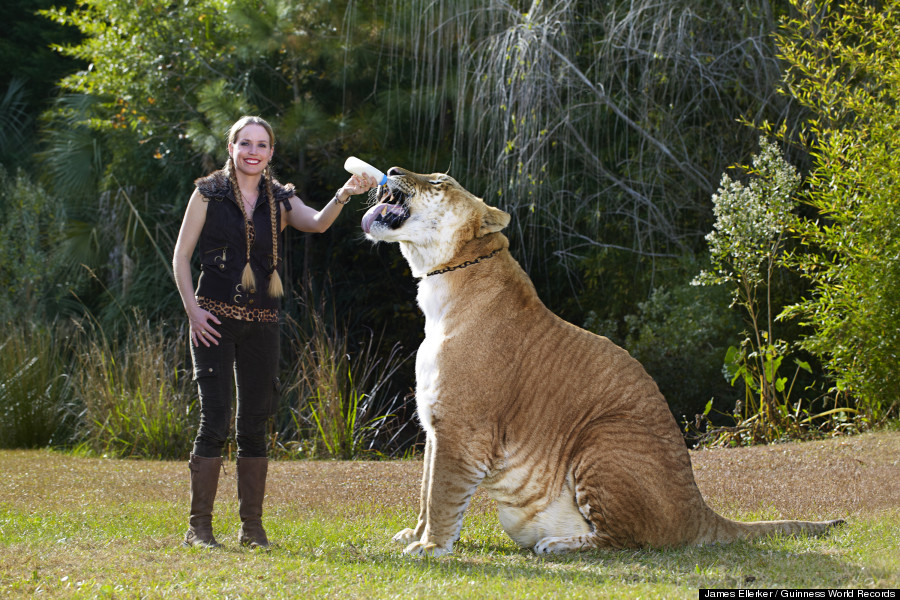 White Wolf : Hercules, 922-Pound Liger, Is The World's Largest Living Cat ( Video)