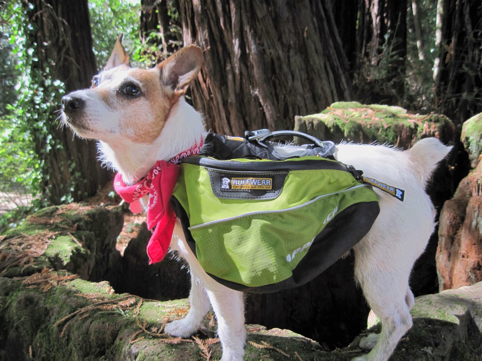 jack russell backpack