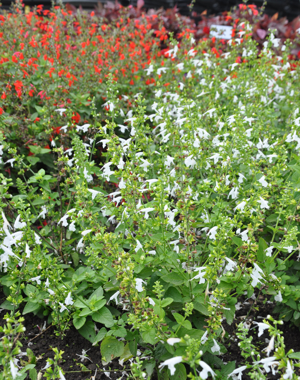 Three Dogs in a Garden Annual Salvia Recent Introductions to watch