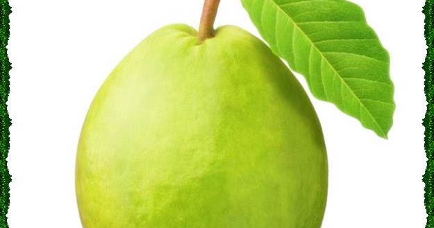 Membedah Klasifikasi Jambu Biji