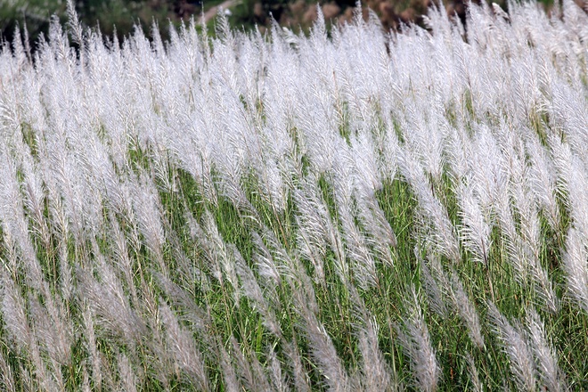[Image: mua-co-lau-ben-cay-cau-tram-tuoi-long-bien-4.jpg]