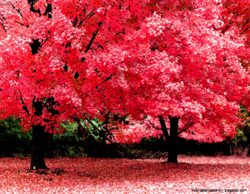 Free Screensavers and Wallpapers Free Screensavers and Wallpapers