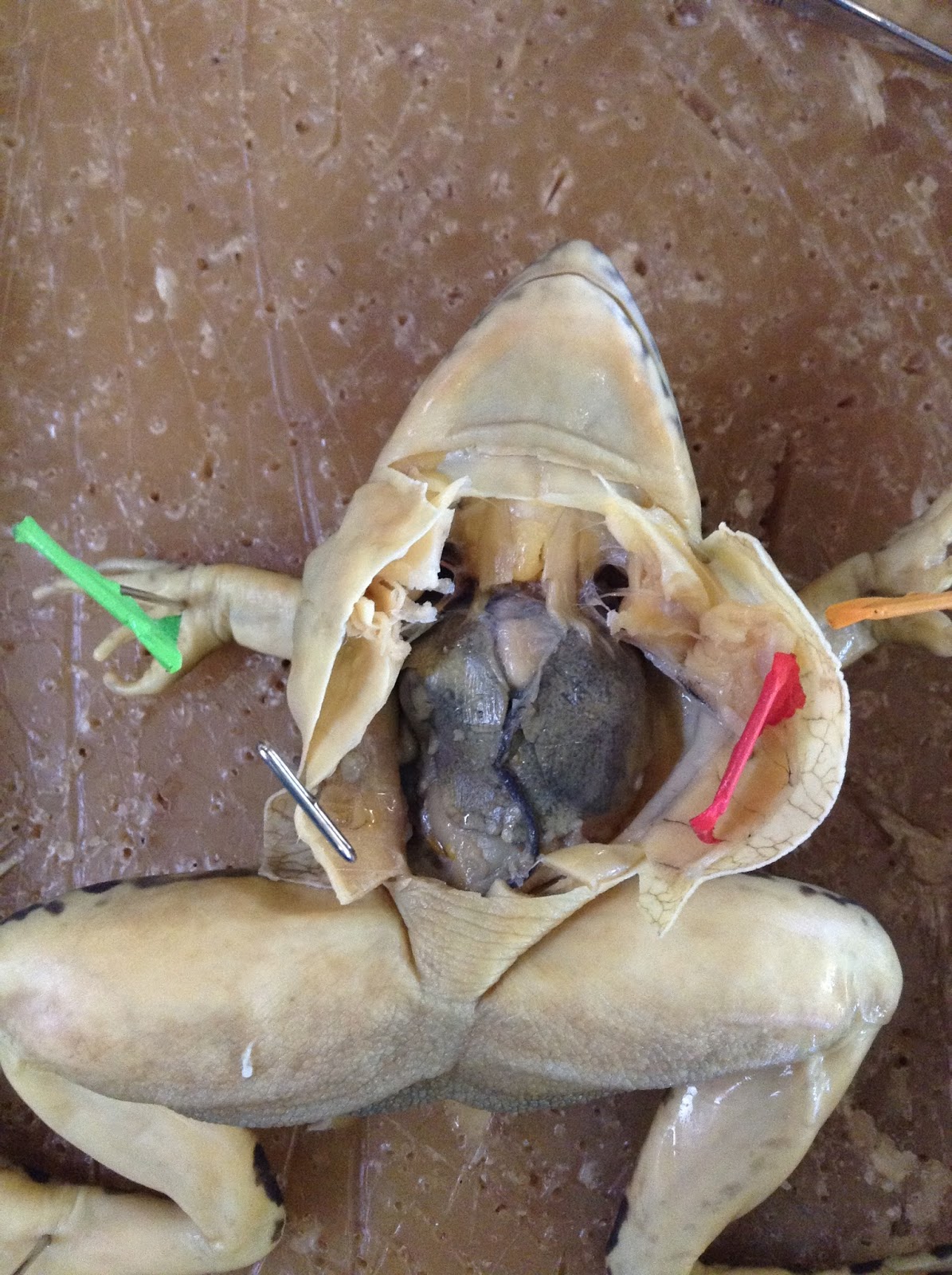 Biochemistry/Diffusion/Osmosis/Body Systems: The Frog.