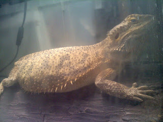 spinach for bearded dragon