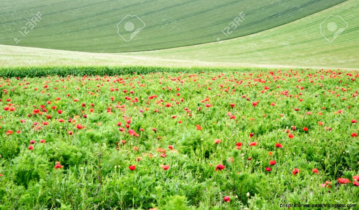 Filed Of Wild Poppies In Agricultural Fields Landscape Stock Photo Filed Of Wild Poppies In Agricultural Fields Landscape Stock Photo