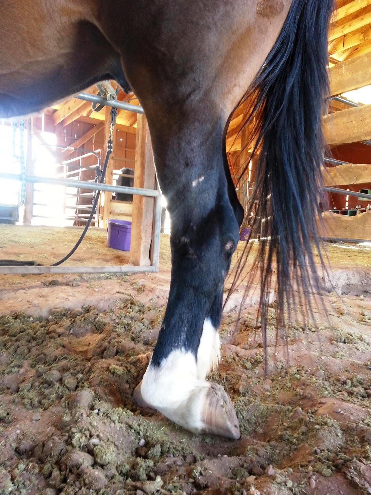 Equine WellBeing Rescue, Inc. Maverick's Left Hind Leg Injury
