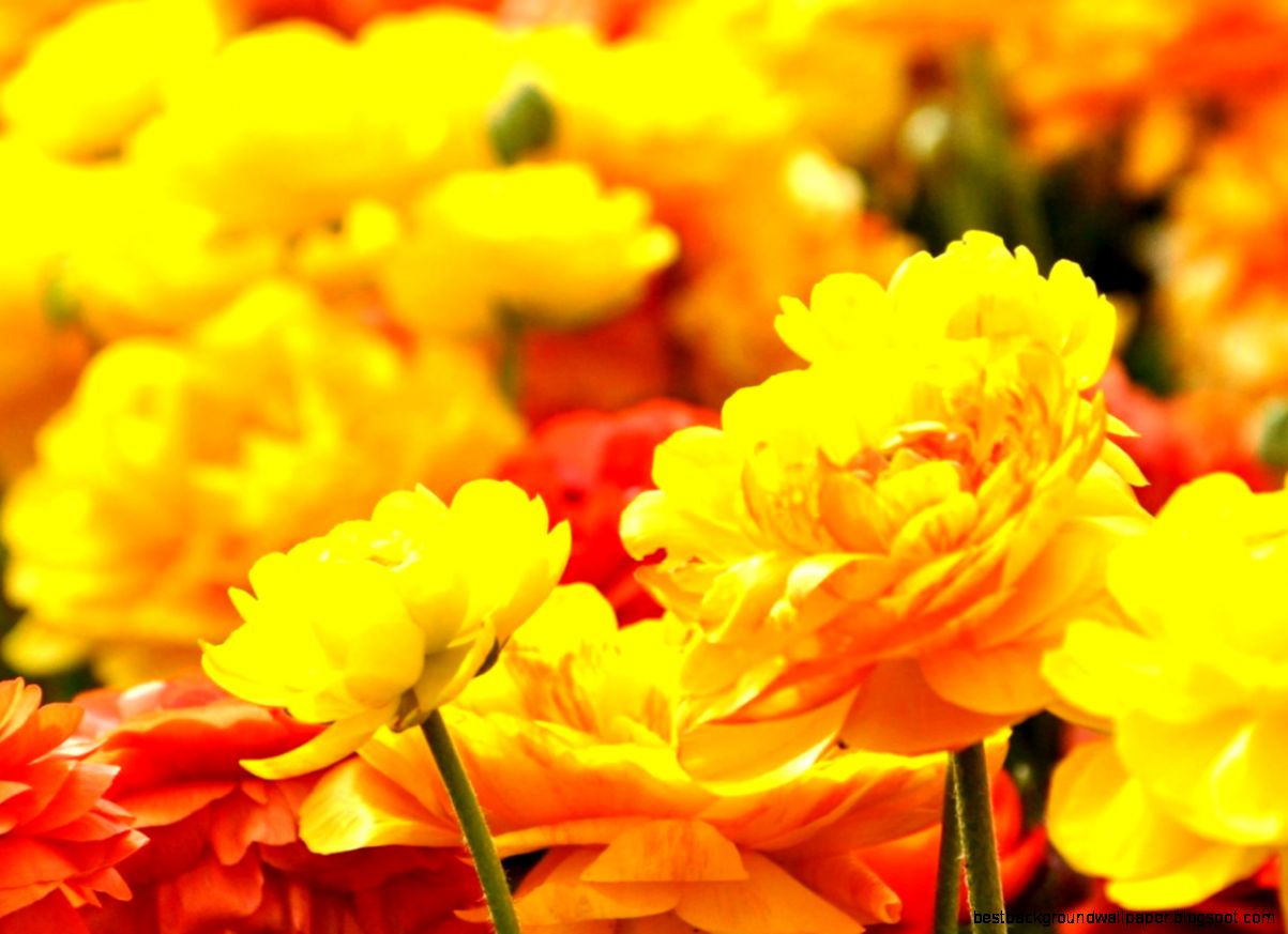 Theaeon Wallpaper – wallpapers is Theaeon Wallpaper – wallpapers is