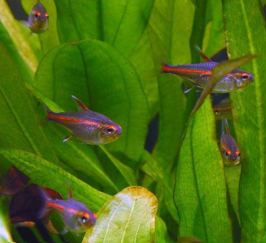 neon tetra eggs neon tetra eggs