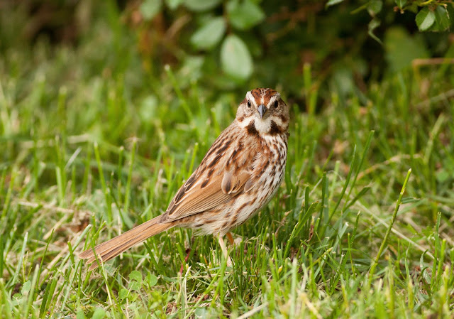 Song Sparrow - Central Park, New York