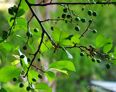 Small Green Plums on Tree