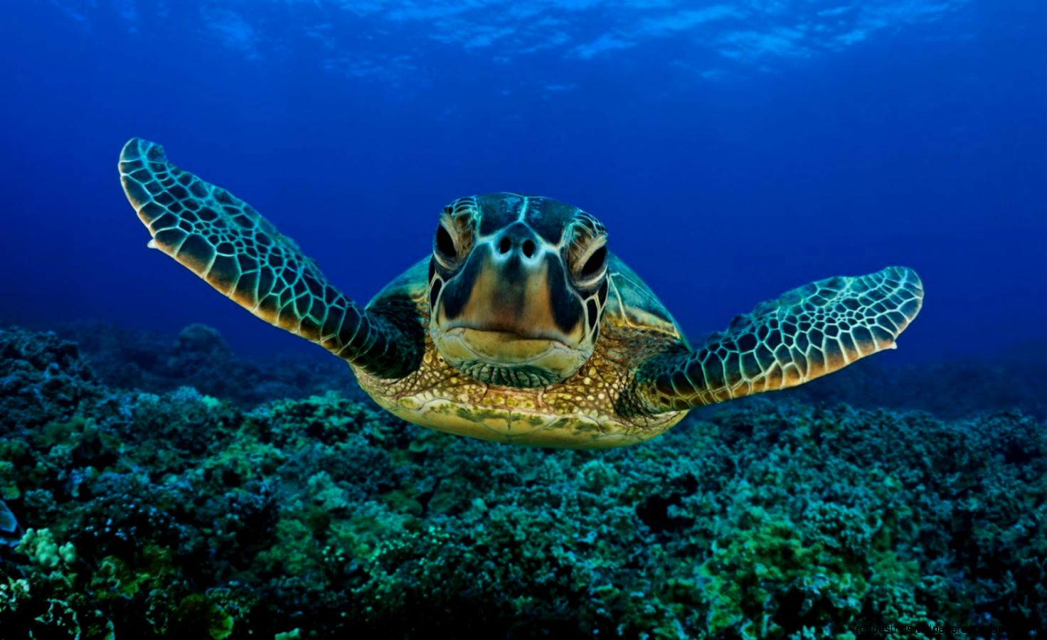 Sea Turtle Swimming Sea Turtle Swimming