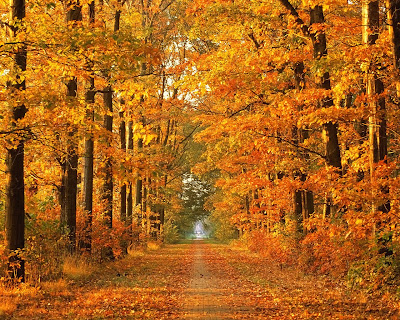 Autumn Wallpaper HD Widescreen Desktop